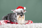 Miniature schnauzer with Christmas hat