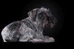 Miniature Schnauzer in front of black background