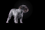 Miniature Schnauzer in front of black background