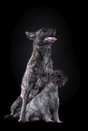 Miniature Schnauzer and Hollandse Herder