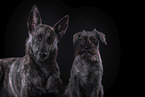 Miniature Schnauzer and Hollandse Herder