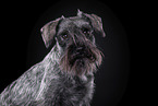 Miniature Schnauzer in front of black background