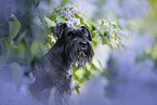 Miniature schnauzer in lilac