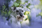 Miniature schnauzer in lilac