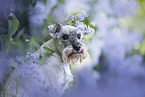 Miniature schnauzer in lilac