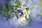 Miniature schnauzer in lilac