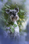Miniature schnauzer in lilac