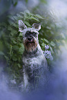 Miniature schnauzer in lilac
