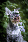 Miniature schnauzer in lilac