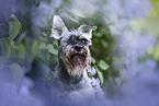 Miniature schnauzer in lilac