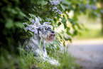 Miniature schnauzer in lilac