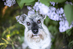 Miniature schnauzer in lilac