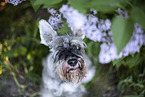 Miniature schnauzer in lilac