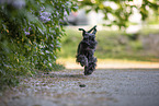 Miniature schnauzer in lilac