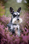 Miniature schnauzer in the heath