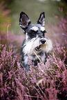 Miniature schnauzer in the heath