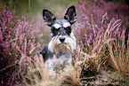 Miniature schnauzer in the heath