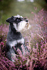 Miniature schnauzer in the heath