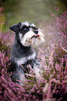 Miniature schnauzer in the heath