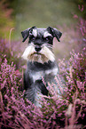 Miniature schnauzer in the heath