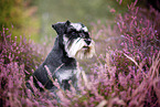 Miniature schnauzer in the heath