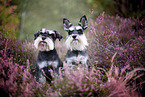 Miniature schnauzer in the heath