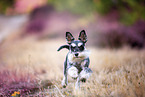 Miniature schnauzer in the heath