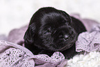 2 weeks old Miniature Schnauzer