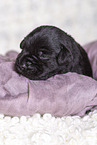 2 weeks old Miniature Schnauzer