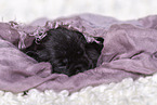 2 weeks old Miniature Schnauzer