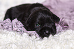 2 weeks old Miniature Schnauzer