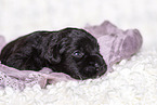 2 weeks old Miniature Schnauzer