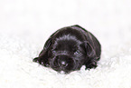 2 weeks old Miniature Schnauzer