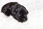 2 weeks old Miniature Schnauzer