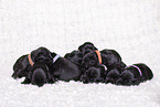 litter of Miniature Schnauzer puppies