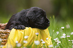 4 weeks old Miniature Schnauzer