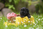 4 weeks old Miniature Schnauzer