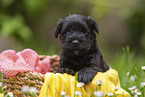 4 weeks old Miniature Schnauzer