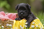 4 weeks old Miniature Schnauzer