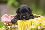 4 weeks old Miniature Schnauzer