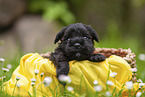 4 weeks old Miniature Schnauzer