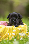 4 weeks old Miniature Schnauzer