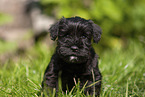 Miniature Schnauzer puppy