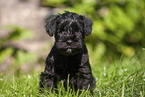 Miniature Schnauzer puppy