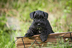 Miniature Schnauzer puppy