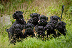 9 Miniature Schnauzer puppies