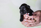 2 weeks old Miniature Schnauzer