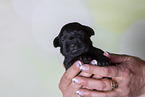 2 weeks old Miniature Schnauzer