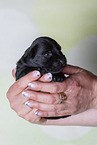 2 weeks old Miniature Schnauzer