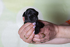 2 weeks old Miniature Schnauzer